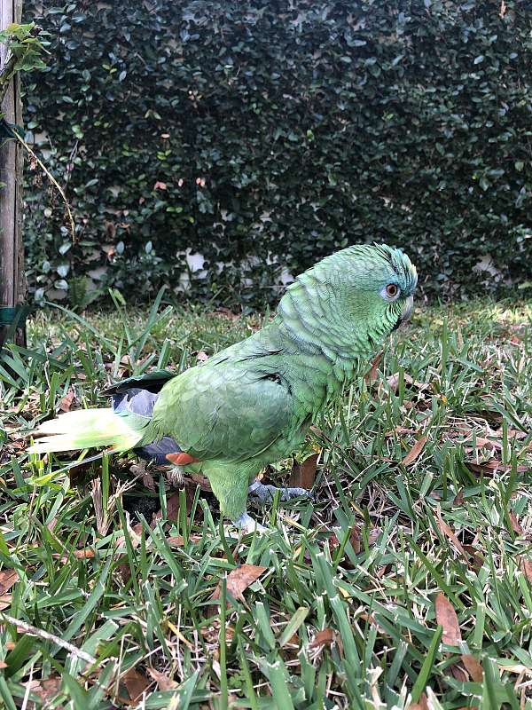 amazon-parrot-for-sale