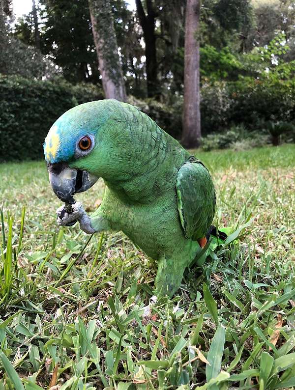 parrot-for-sale