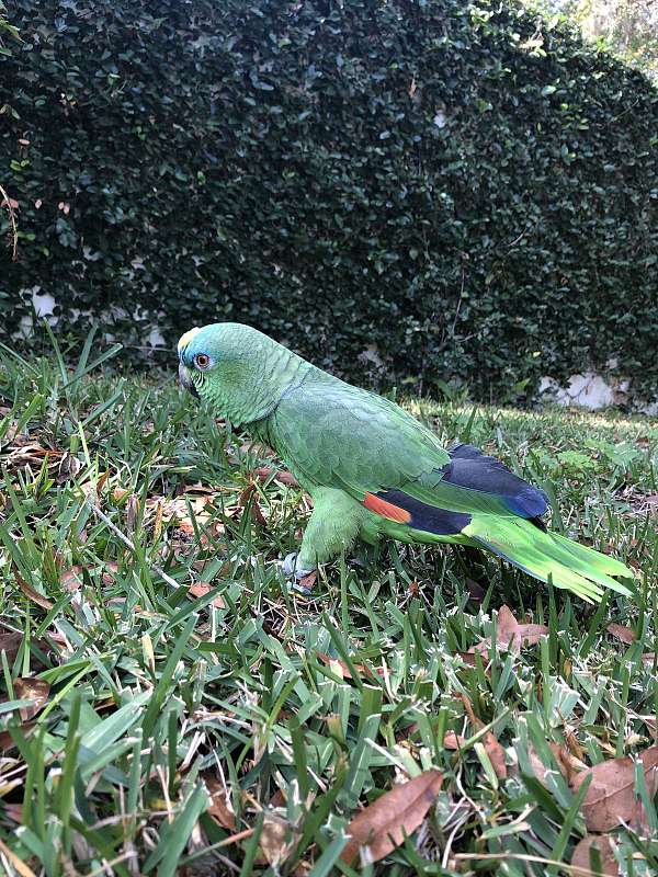 young-amazon-parrot-for-sale