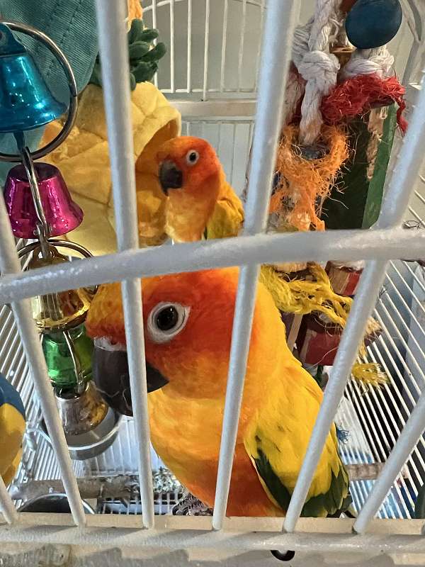 sun-conure-for-sale