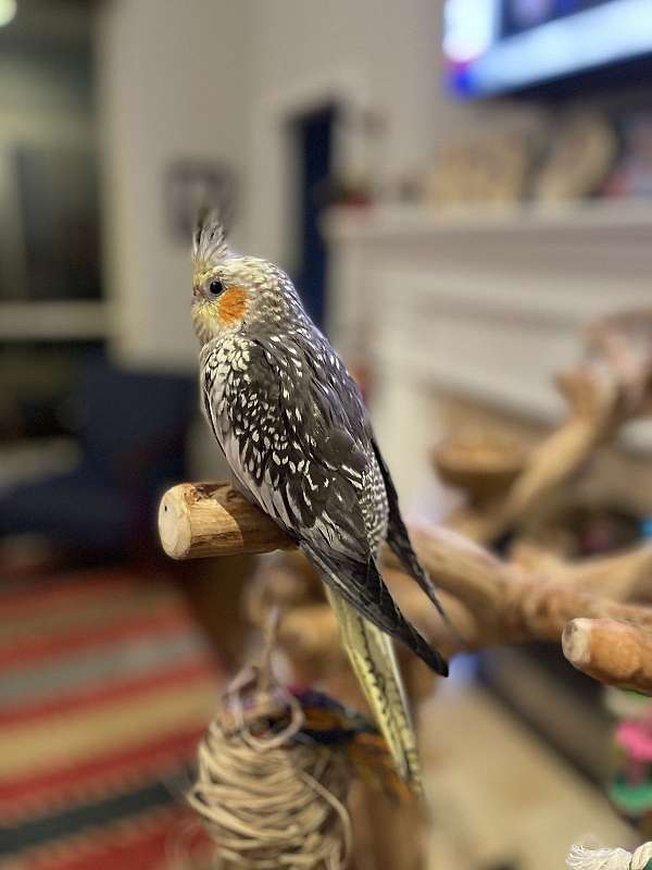 grey-pearl-bird-for-sale-in-carrollton-tx