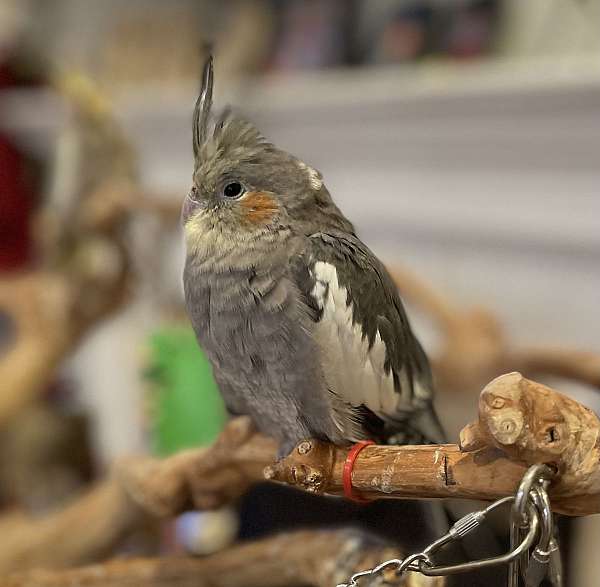 grey-pearl-bird-for-sale-in-carrollton-tx