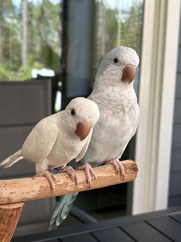 albino-blue-bird-for-sale-in-saint-augustine-fl