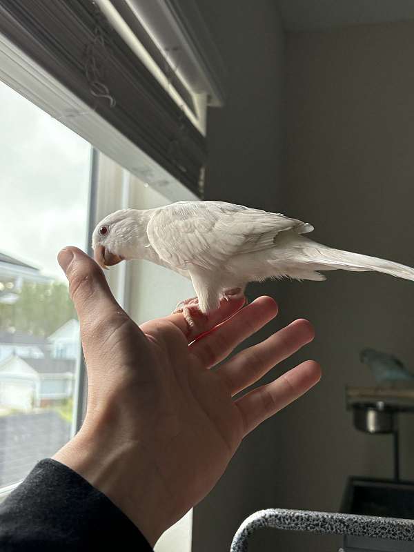 albino-blue-rare-bird-for-sale