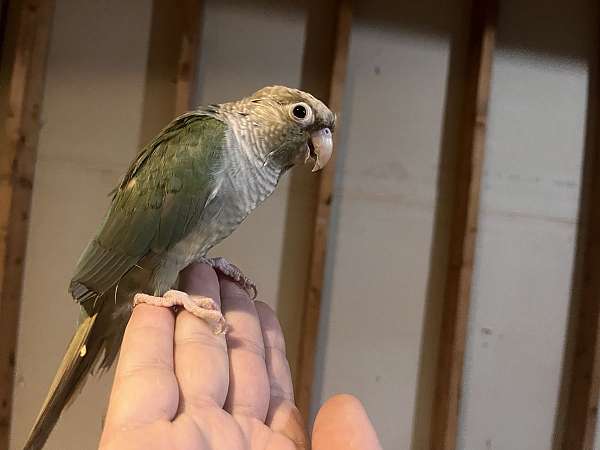 green-cheek-conure-for-sale