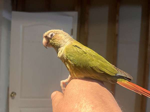 green-cheek-conure-for-sale