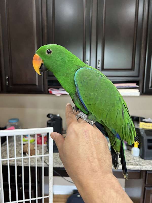 green-bird-for-sale-in-rochester-hills-mi