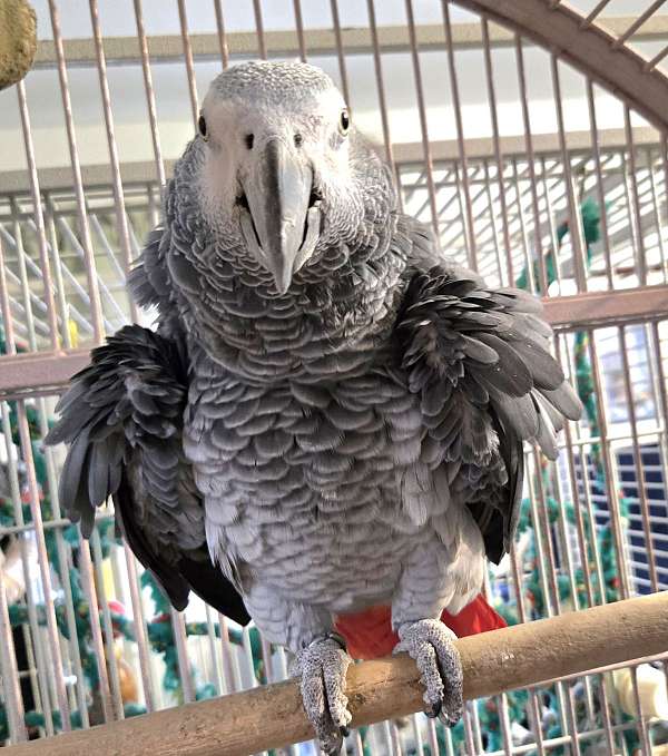 grey-bird-for-sale-in-terre-haute-in