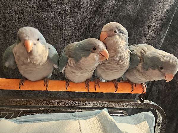 quaker-parrots-for-sale