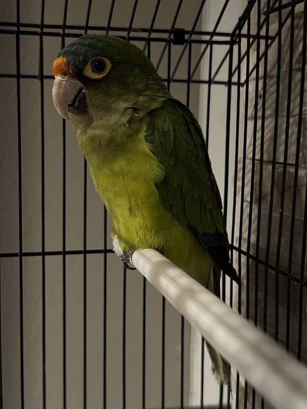 conure-for-sale-in-turlock-ca