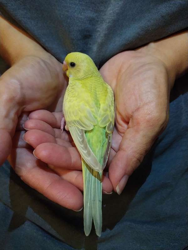 parakeet-for-sale