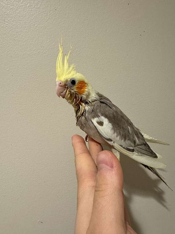 cockatiel-for-sale