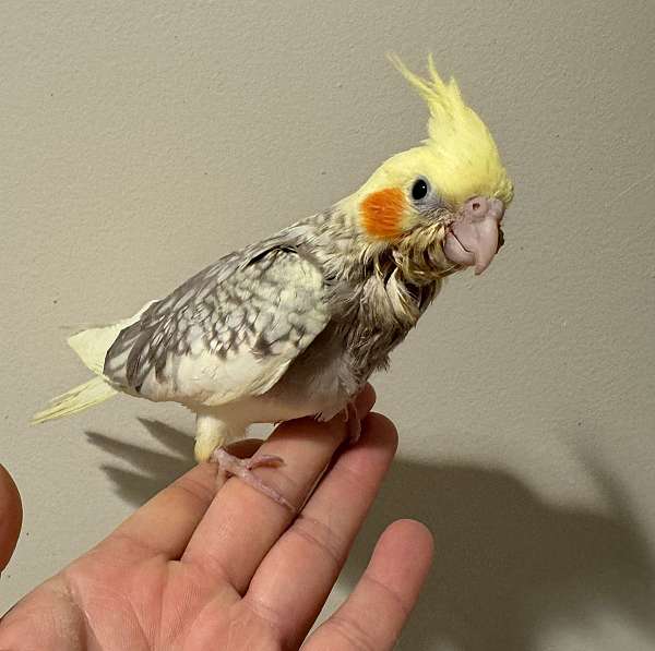 cockatiel-for-sale