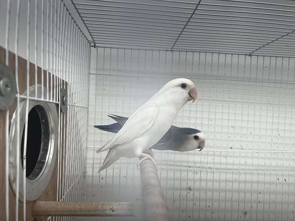 albino-bird-for-sale-in-canonsburg-pa