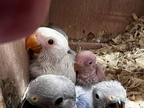 opaline-bird-for-sale-in-canonsburg-pa