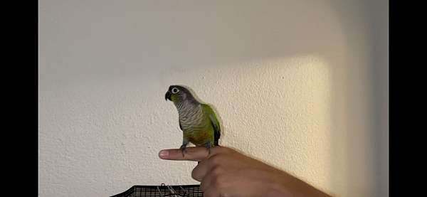 green-cheek-conure-for-sale