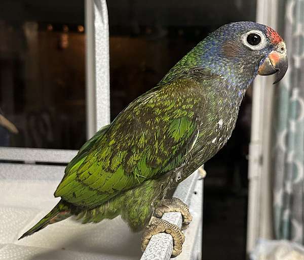 blue-headed-pionus-parrots-for-sale-in-thomasville-ga