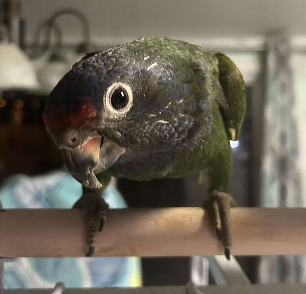 blue-headed-pionus-parrots-for-sale-in-thomasville-ga