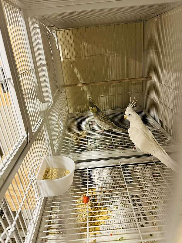 pastel-bird-for-sale-in-clarksburg-md