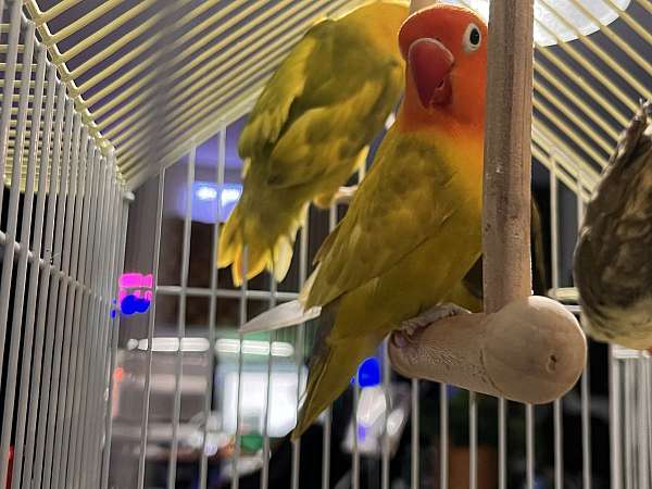 lovebird-for-sale