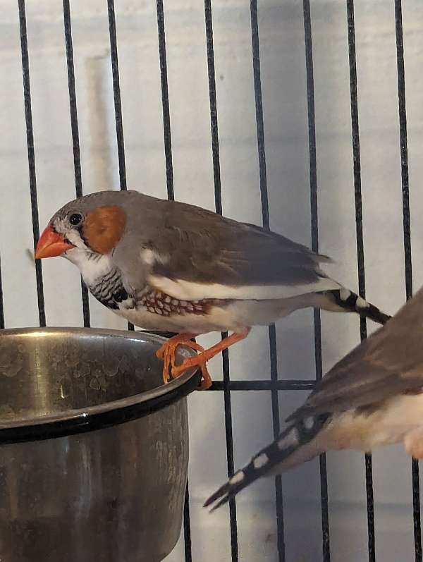 zebra-finch-for-sale-in-stratham-nh