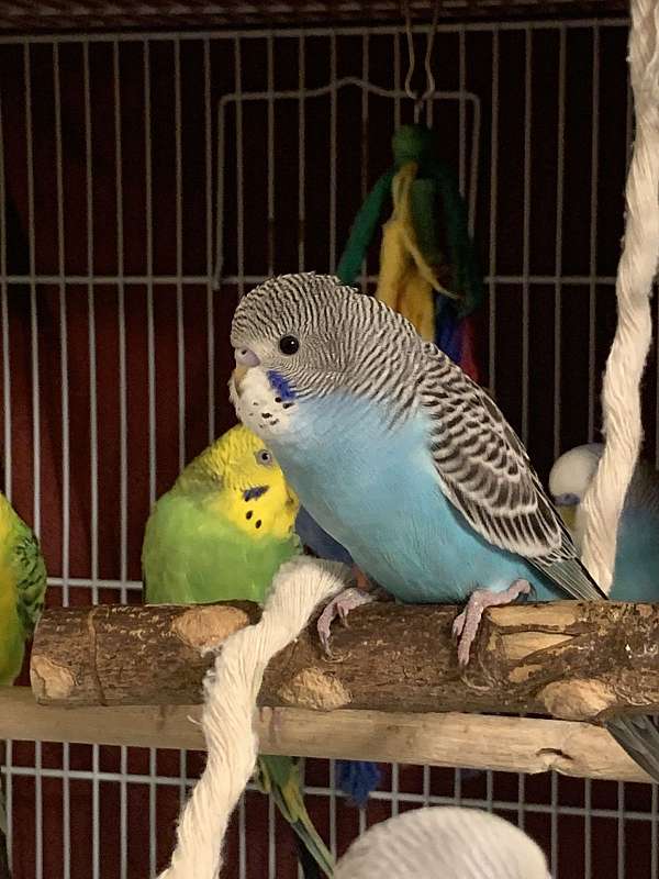 parakeet-for-sale