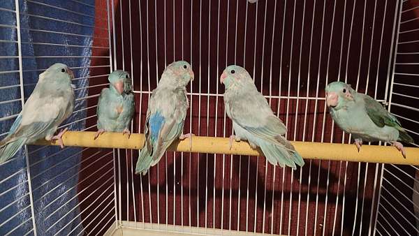 parrotlet-for-sale-in-brooksville-fl