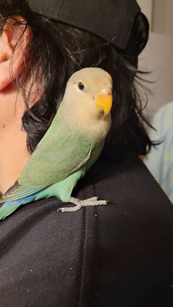 lovebird-for-sale-in-brooksville-fl