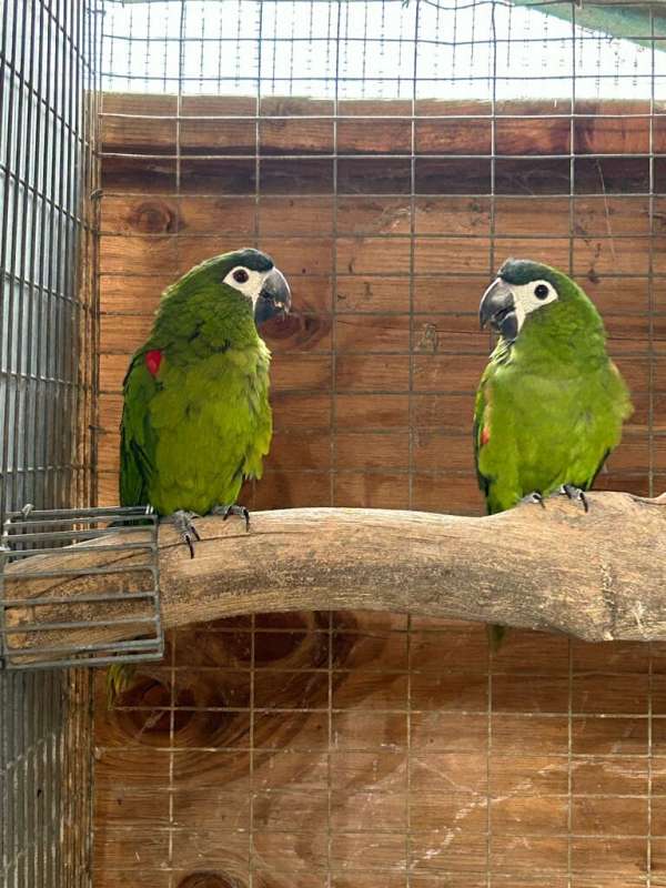 hahns-macaw-for-sale-in-stanton-ca