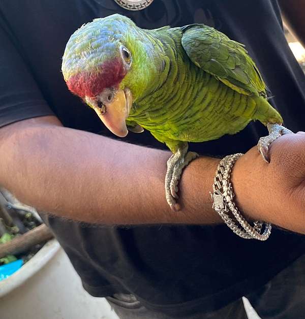 orange-red-bird-for-sale-in-california