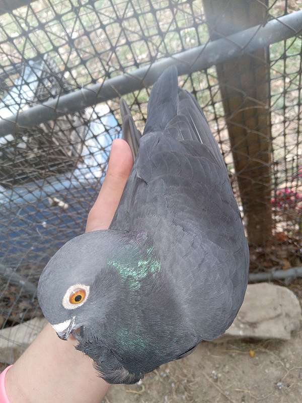 pigeon-for-sale-in-bethpage-tn