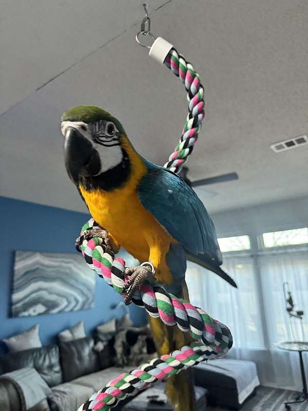 blue-gold-macaw-for-sale-in-arlington-tx