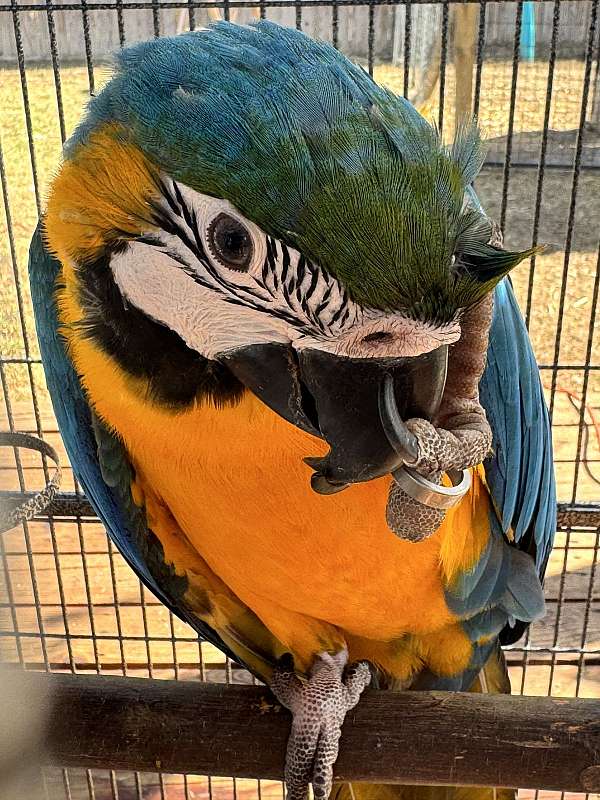 blue-gold-bird-for-sale-in-arlington-tx