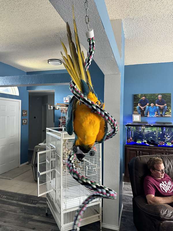 blue-gold-macaw-for-sale