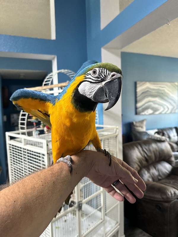 blue-gold-blue-gold-macaw-for-sale