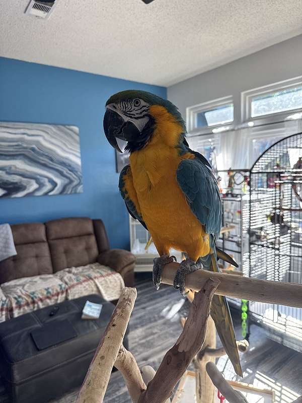 blue-gold-macaw-for-sale