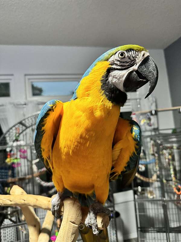 blue-gold-blue-gold-macaw-for-sale