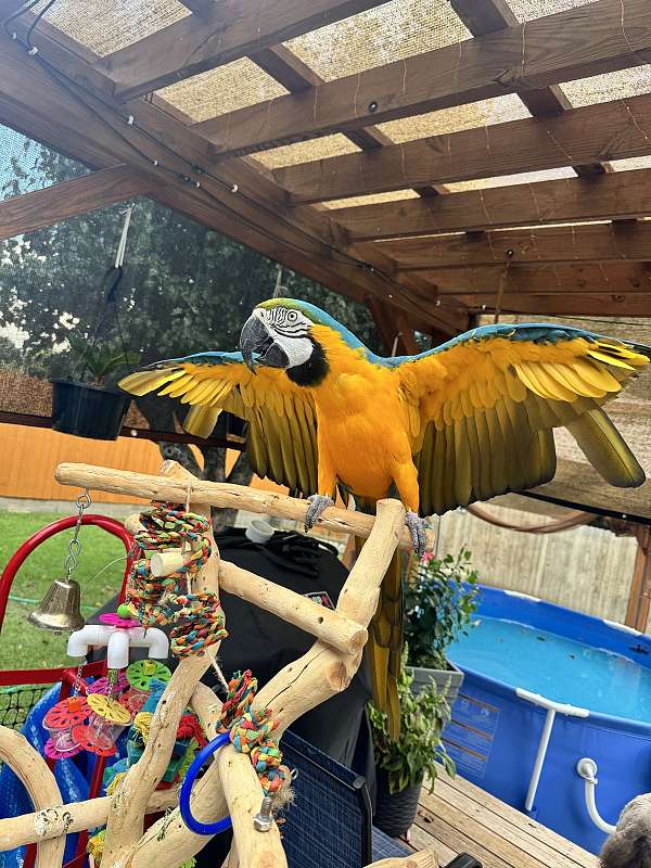 blue-gold-bird-for-sale