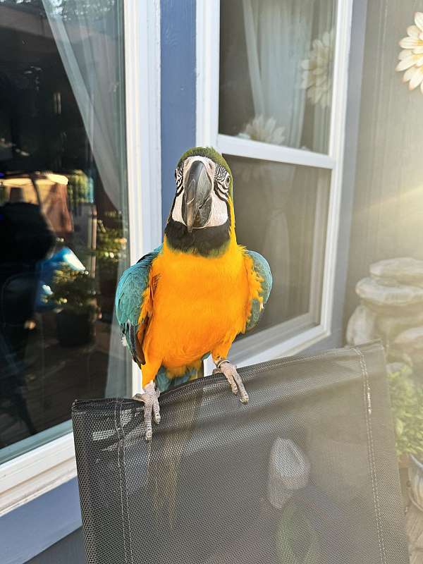 blue-gold-bird-for-sale-in-arlington-tx