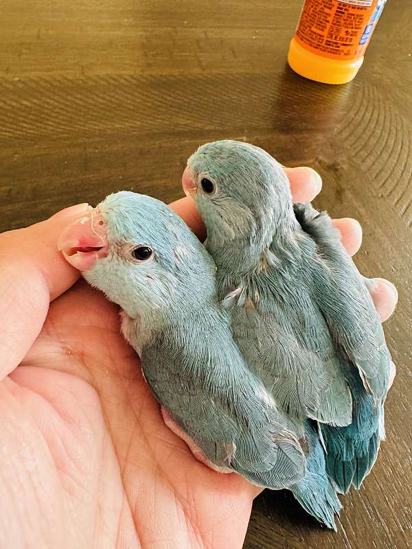 blue-bird-for-sale-in-clarksburg-md