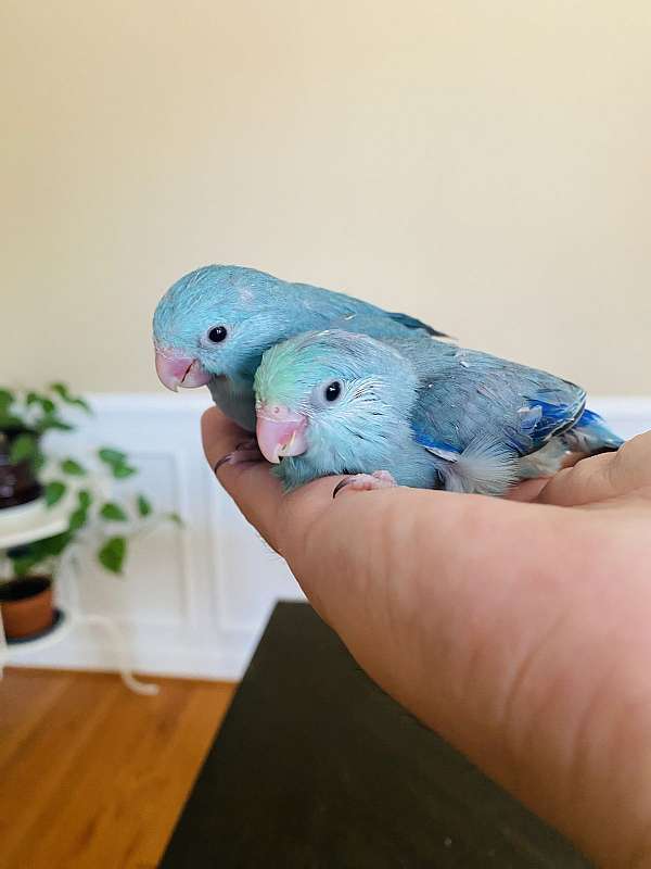 blue-bird-for-sale-in-clarksburg-md