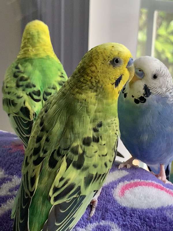 parakeet-for-sale