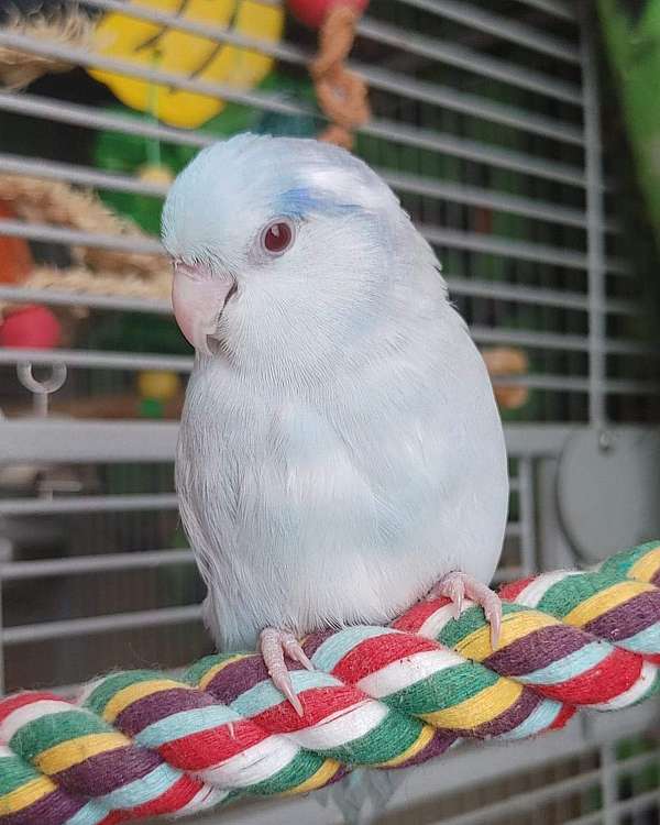 pacific-parrotlet-for-sale-in-greensboro-nc