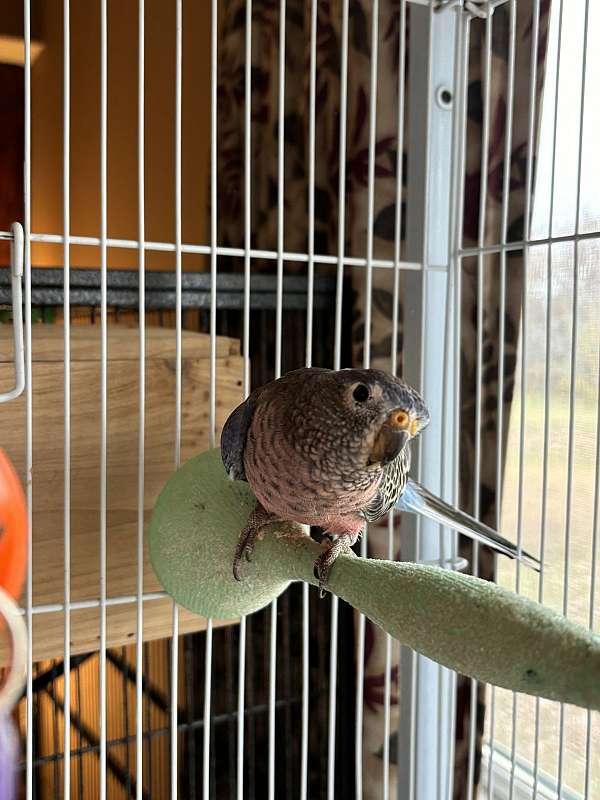 parakeet-for-sale