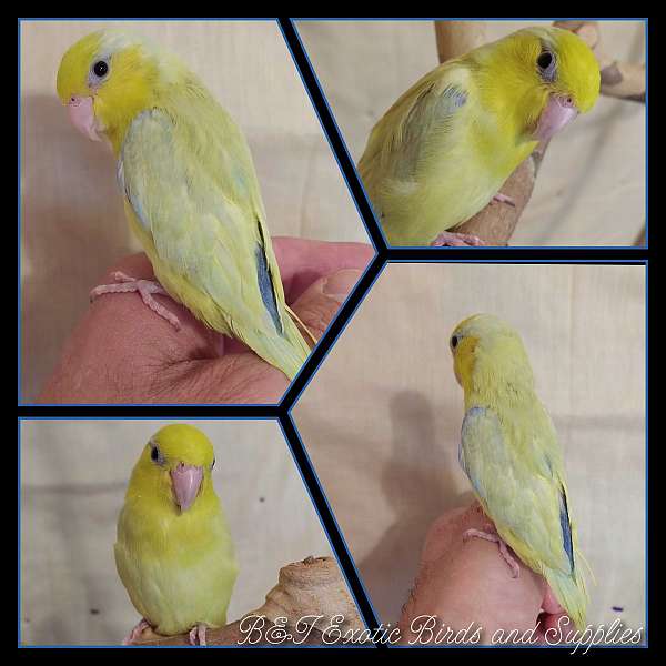 parrotlet-for-sale