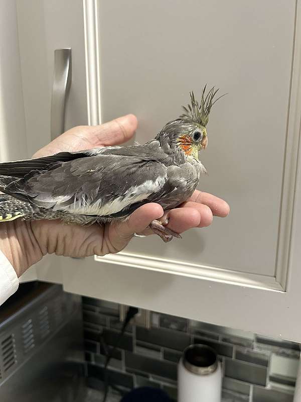 cockatiel-for-sale-in-laurence-harbor-nj