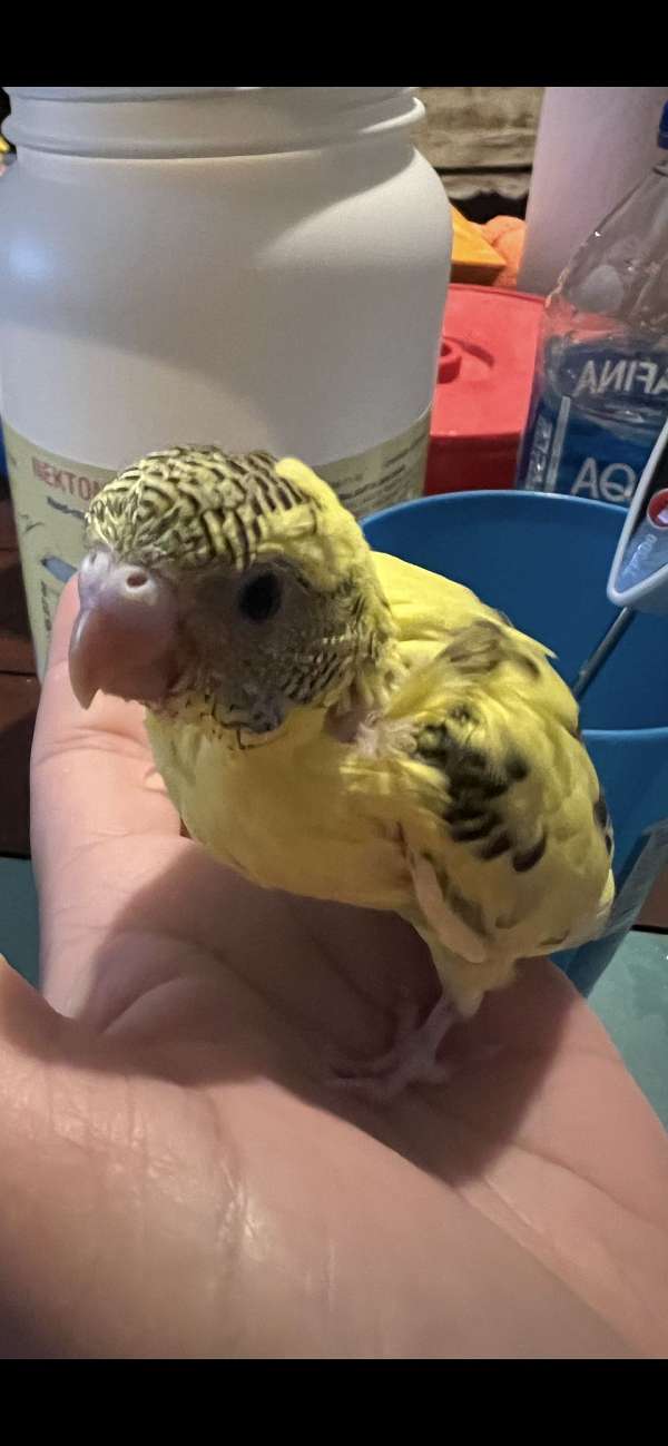 parakeet-for-sale-in-toney-al