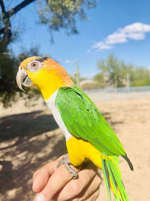 black-citron-black-headed-caique-for-sale