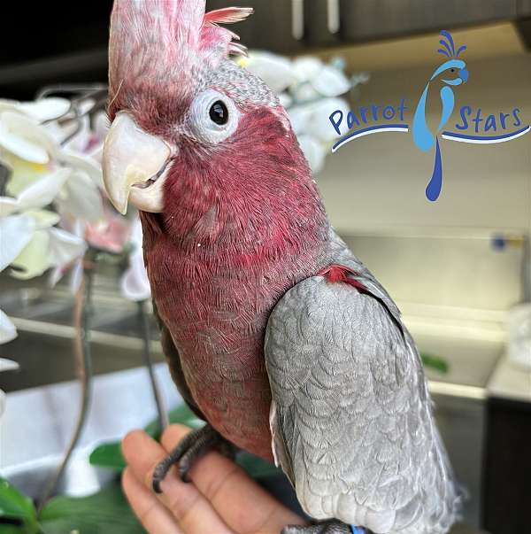 rose-breasted-cockatoo-for-sale