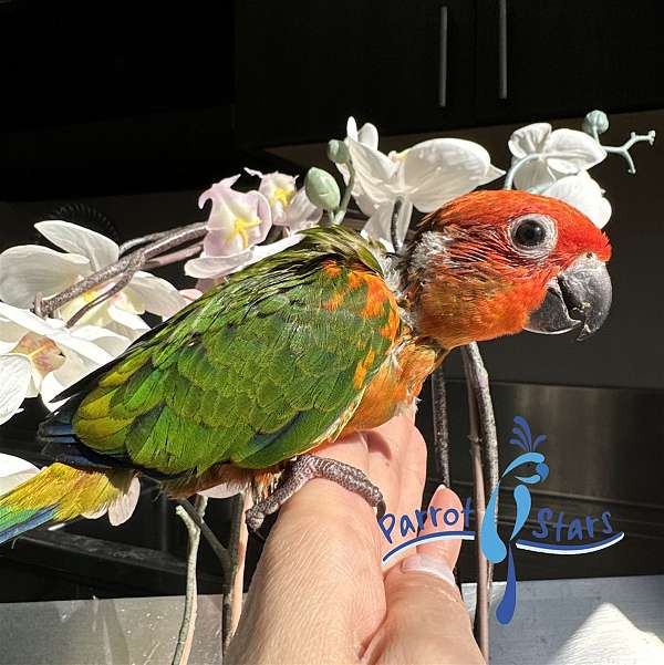 sun-conure-for-sale